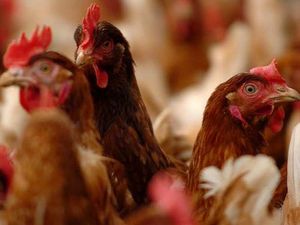 Supporting image for story: Parish council against new Shropshire chicken farm