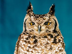 Supporting image for story: Black Country's infamous 'swooping owl' not sighted in a week as concerns grow