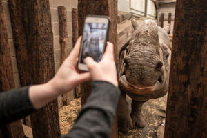 West Midland Safari Park is hosting a special Rhino Week for May half term, to raise money for Save the Rhino International