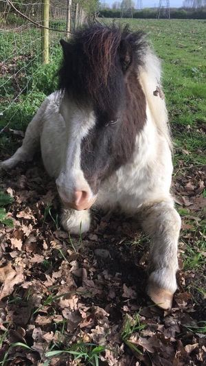 Rocky before the injuries