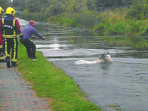 Supporting image for story: Dramatic rescue of horse stuck in canal