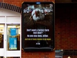Supporting image for story: Animal rights group targets county over chicken farms