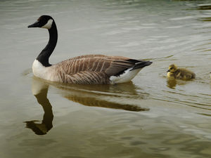 Supporting image for story: Suspected bird flu outbreak in Wolverhampton park after reports of geese 'dying off'