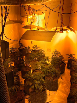 Around 150 plants were seized by police.