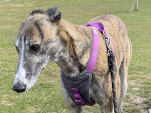 Supporting image for story: Terrified greyhound dies of 'firework-induced heart attack'