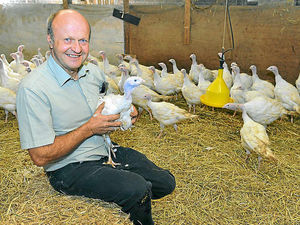 Supporting image for story: Shropshire farmers fattening up turkeys for festive fare