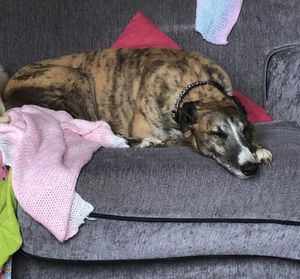 Tiger had lived with the family for two years