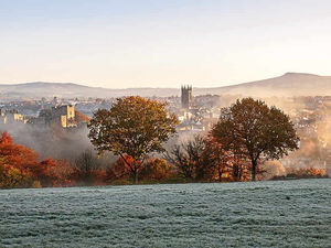 Supporting image for story: Ludlow's twin oaks await decision on chop