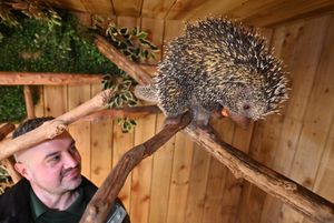 Exotic Zoo's Simon Bonella-Foster with Wilbur the Brazilian porcupine. Photo: Steve Leath
