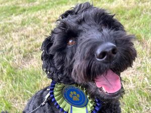 Supporting image for story: All smiles as fun day and dog show returns
