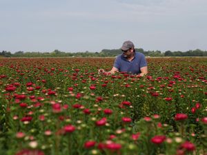 Supporting image for story: Victorian-era floral favourites asters make comeback at UK supermarket