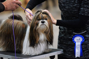 A Shihtzu is inspected during judging at the British Utility Breeds Association Show at the County Showground, Stafford
