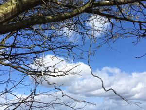 Supporting image for story: Dog walker finds aftermath of stolen sheep slaughter in Shropshire field