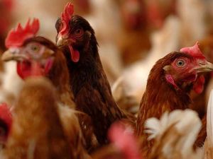 Supporting image for story: Chicken farm petition hits 1,000 mark as campaign gathers pace