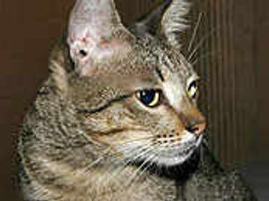 Supporting image for story: Cats not to blame