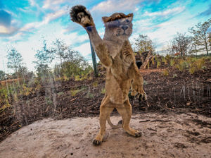 Supporting image for story: Paw-fect home for lions at Chester Zoo