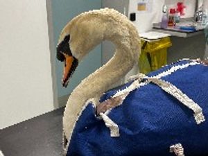 Supporting image for story: RSPCA appeal for information after two swans killed and seven eggs destroyed
