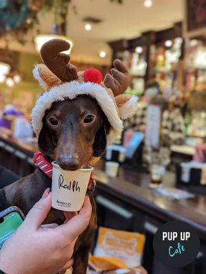 Supporting image for story: Hundreds of sausage dogs heading to Stafford for festive event