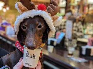 Supporting image for story: Hundreds of sausage dogs heading to Stafford for festive event