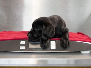 Guide Dogs is urging owners to pay extra attention to their dog's behaviour