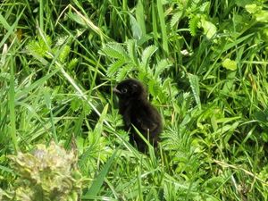 Supporting image for story: Seven ‘remarkable’ species found at conservation charity sites