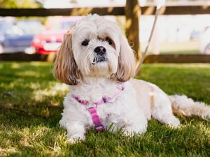 Supporting image for story: Emotional reunion for animal rescuers and dogs saved from inhumane conditions abroad