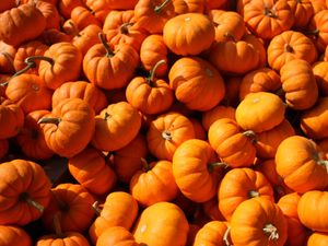 Supporting image for story: Salopians can enjoy spooky pumpkin fun in national trail