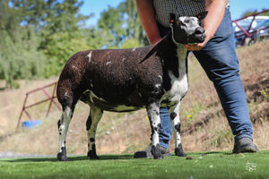 Selling for 7500gns was another shearling ewe, this time Boyo Hopscotch. 