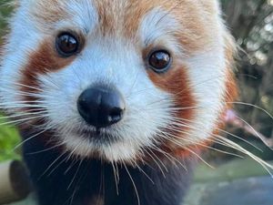 Supporting image for story: Dudley Zoo reveals its top adopted animal