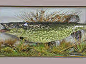 Supporting image for story: Massive Severn pike sells for £380