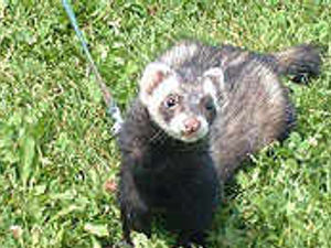 Supporting image for story: My neighbour and ferret