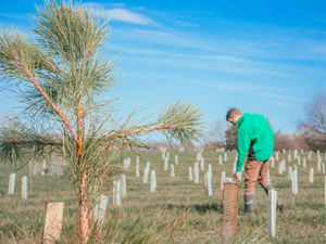 Supporting image for story: New 'Coronation Wood' to be created in Shropshire - with 'no plans for car parks'