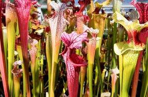 Mike loves the different colours of the pitcher plants