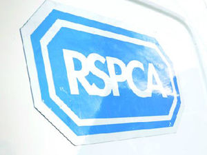Supporting image for story: Shropshire animal cruelty calls hit four a day