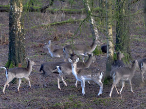 Supporting image for story: Watch out for deer warning as clocks go back