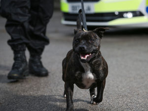 Supporting image for story: It’s show time for police dog and TV star Cooper
