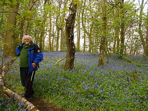 Supporting image for story: Shropshire historian to host beautiful bluebell walk at Shropshire Hills Discovery Centre