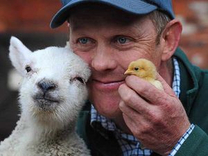 Supporting image for story: Visitors flock to Sandwell farm to see new lambs