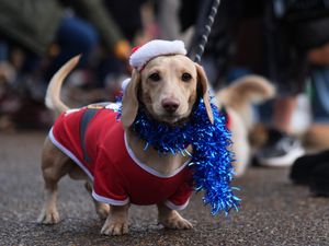 Supporting image for story: Dachshunds don Santa suits and festive hats for Hyde Park Sausage Dog Walk