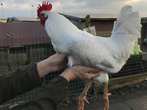 Supporting image for story: Poorly cockerel rescued after being 'abandoned' in north Shropshire