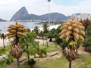 Supporting image for story: Decades-old palm trees in Rio de Janeiro flower for the first – and only – time