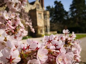 Supporting image for story: Share joy of spring by showing off pictures