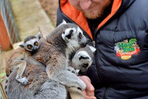 Lemurs at Hoo Zoo & Dinosaur World in Telford