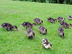 Supporting image for story: Ducklings steal show at hall