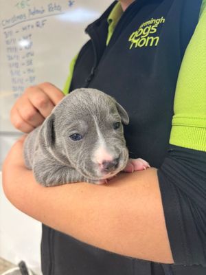 A puppy and one of the volunteers. 