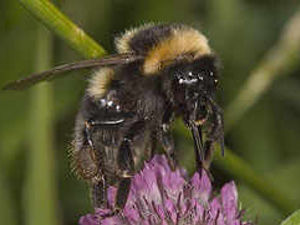 Supporting image for story: Rare bee discovered on twin's farmland