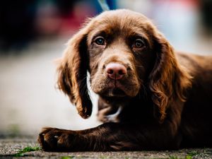 Supporting image for story: Charity dog show includes most appealing eyes competition
