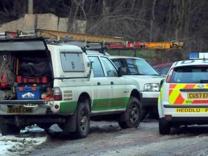 Supporting image for story: Branch theory in forestry death