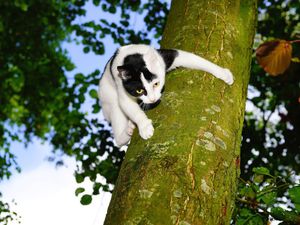 Supporting image for story: Five cats in trees among 55 animal rescues for Shropshire firefighters in a year
