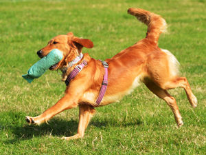 Supporting image for story: Thousands enjoy returning Country Fair at Weston Park